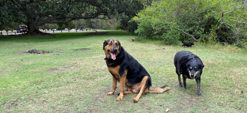 McCarrs Creek Reserve Including Dog Off-leash Area | Northern Beaches ...